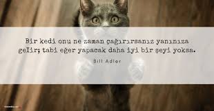 Kedi Ile Ilgili Sozler Kedi Ile Ilgili Guzel Sozler Sozumsoz 2020 Kedi Guzel Soz Aslan