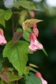 Image result for Abutilon sp.no.1