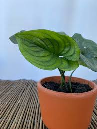 Image result for Cyanastrum