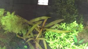 Image result for Floscopa sp.no.1