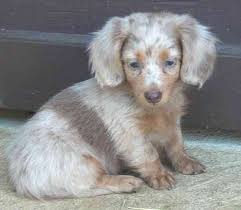 Jenny S Dachshunds Colors Coats Patterns Dachshund Puppies Dachshund Breed Dapple Dachshund