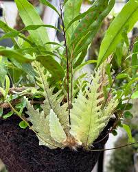 Image result for Drynaria