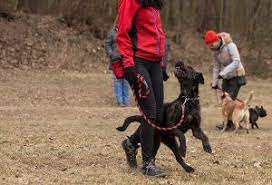 hundeschule og opperzau