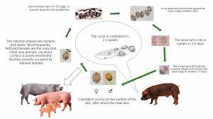 Image result for Sarcoptes scabiei life cycle