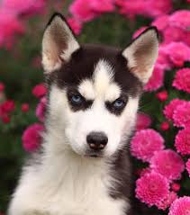 Pictures of husky puppies puppy pictures dogs and puppies cute pictures little husky husky puppy puppy breeds animals dog photos. Pictures Of Huskies An Amazing Gallery Of Siberian And Alaskan Dogs And Pups