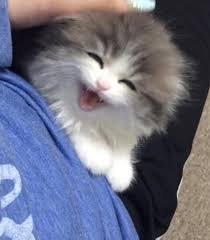 Pin On Pets And Cute Animals