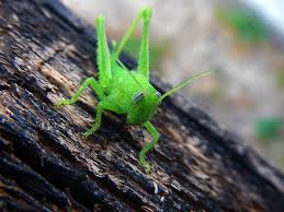 Crickets are an excellent choice to offer as prey for your reptile and are our best seller. Grasshopper Cricket Insect Free Photo On Pixabay