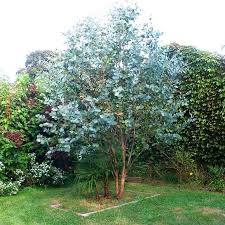 Shop eucalyptus flower at target™. Vente Eucalyptus Gunnii Baby Blue Plants Luxury Garden Native Garden