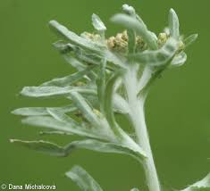 Image result for Gnaphalium unionis