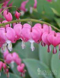 Bleeding Heart Plant Care Secrets You Should Know Bleeding Heart Flower Bulb Flowers Bleeding Heart