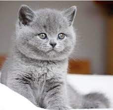 British Shorthair Blue De Vanzare Caini Si Pisici De Vanzare