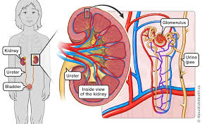 1 it is one of the most common causes of glomerulonephritis in the world. Post Infectious Glomerulonephritis