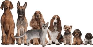 When feeding a raw food diet to your dog, you should keep in mind how a dog would eat in the wild. Feeding Calculator True Carnivores