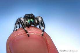 How long can jumping spiders live? Was This Jumping Spider Stalking Me Osu Extension Service