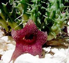 Image result for Huernia levyi