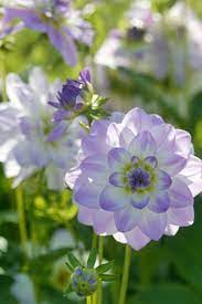Dahlia Twilight Time Amazing Flowers Beautiful Flowers Flower Garden