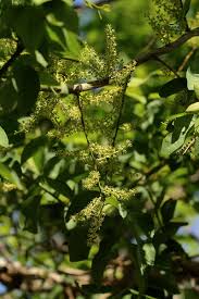 Image result for Opilia amentacea