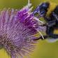Bumblebee Conservation Trust - Somerton Beekeepers event image
