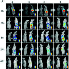Share the best gifs now >>>. Core Shell Nanostructures Perspectives Towards Drug Delivery Applications Journal Of Materials Chemistry B Rsc Publishing Doi 10 1039 D0tb01559h