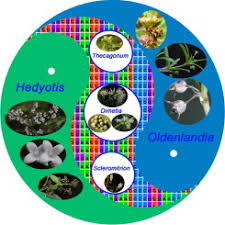 Image result for Hedythyrsus thamnoideus