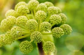 Image result for Angelica