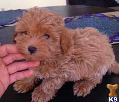 We did not find results for: Maltipoo Puppy Red Color 399 Gorgeous Tiny Boy Tel 909 9676417 Maltipoo Puppies For Sale Maltipoo Puppy Puppies Puppies And Kitties