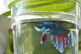 File Betta Fish Jpg Wikipedia
