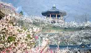 Indahnya musim gugur di jepang. 9 Waktu Terbaik Untuk Menikmati Mekarnya Bunga Musim Semi Di Korea