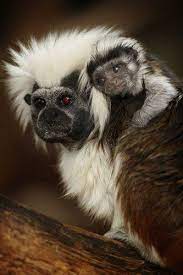 A Baby Cotton Top Tamarin Monkey Gets A Piggy Back Niedliche Tiere Niedliche Tierbilder Susse Tiere