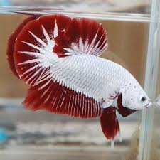 Platinum Red Dragon Hmpk Male 4 Betta Fish Types Betta Fish Tank Beautiful Fish