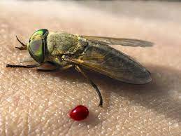 Biting Horse Flies Are Back Signaling Louisiana Marsh S Recovery From Bp Oil Disaster Environment Nola Com