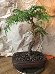 Image result for Araucaria cunninghamii