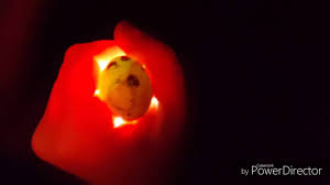 candling quail eggs and chicks moving