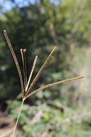 Image result for Eustachys