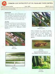 It is the most sustainable crop to feed the. Common Leaf Eating Pests