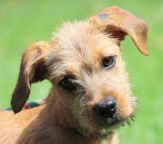 Adopt Waggles On Petfinder Terrier Mix Dogs Dogs Pets