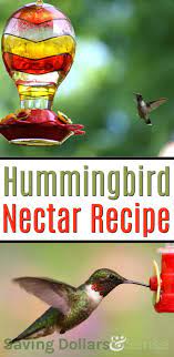 Hummingbird Nectar Recipe How To Make Your Own Diy Hummingbird Food Without The Red Dye That Uses Hummingbird Nectar Recipe Nectar Recipe Hummingbird Nectar