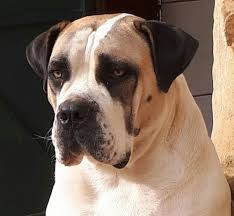 We did not find results for: Ysterberg Mastiffs