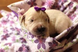 The golden retriever is an excellent choice for a family pet, and though a sporting breed, it is one of the most adaptable. Welcome American Golden Retriever Golden Puppies Golden Retriever