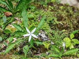 Image result for Porphyrostemma