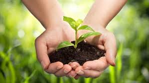 12 травня – Міжнародний день здоров’я рослин