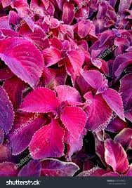 Image result for Urticaceae