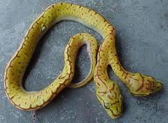 Two Headed Tree Boa Creepy Animals Scary Animals Reptiles And Amphibians