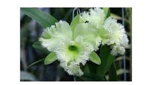 Image result for Lankesteria alba