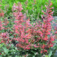 Dwarf hummingbird mint is an herbaceous perennial cultivar with a compact habit, and flowers that are attractive to hummingbirds, bees and butterflies. Agastache X Kudos Coral Hummingbird Mint Estabrook S