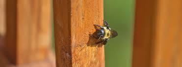 Local honey, raw honey and honeycomb, bee pollen, bee removal and honeybee wellness talks. Carpenter Bee Control And Inspections Ehrlich Pest Control