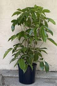 Image result for Schefflera