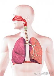 Touch Esta Imagen Para Descubrir Su Historia Etiquetado De Imagenes Con La Tecnologia De Thinglink Human Respiratory System Respiratory System Human Lungs