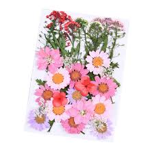 Vac international is one of the largest supplier of natural dried flowers. Daimay 35 Pcs Natural Dried Flowers Mixed Multiple Real Pressed Flowers Assorted Colorful For Diy Resin Jewelry Nail Art Floral Decors Style A Buy Online In India At Desertcart In Productid 156037103