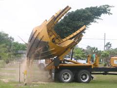 For any transplant to be successful requires getting a large enough root ball to sustain the tree after the relocation. Transplanting Maintenance Landscape Plants Edward F Gilman Uf Ifas